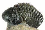Two Detailed Reedops Trilobites - Atchana, Morocco #353039-6